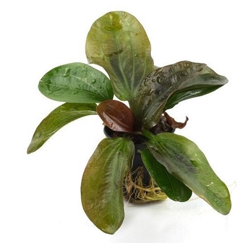 Echinodorus harbich rougei en pot
